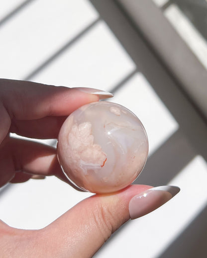 Another angle of Sphere 10 Suki highlighting its soft flower-like plumes under sunlight